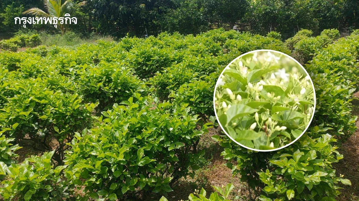 วันแม่หนุนราคาดอกมะลิพุ่งช่วงสั้นๆ หลังตกต่ำต่อเนื่อง 26 %