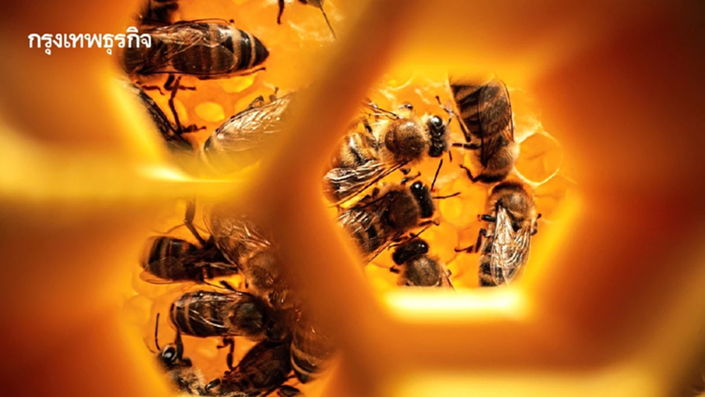 นักวิจัยคิดค้น ‘ซูเปอร์ฟู้ด’ สำหรับผึ้ง ให้สารอาหารครบ ป้องกันสูญพันธุ์