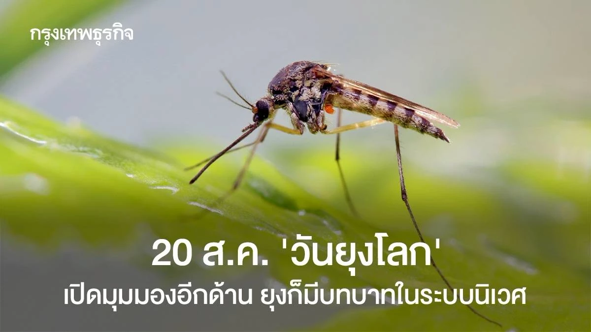 World Mosquito Day: Ecosystem Role – BangkokBiznews