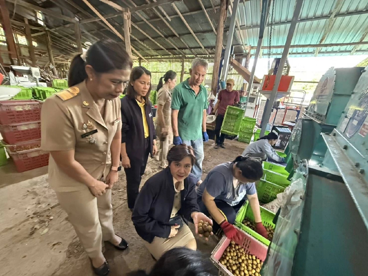 “พาณิชย์"เปิดจุดรับซื้อลำไยให้ครอบคลุมทุกพื้นที่ ช่วยเกษตรกรขายผลผลิต