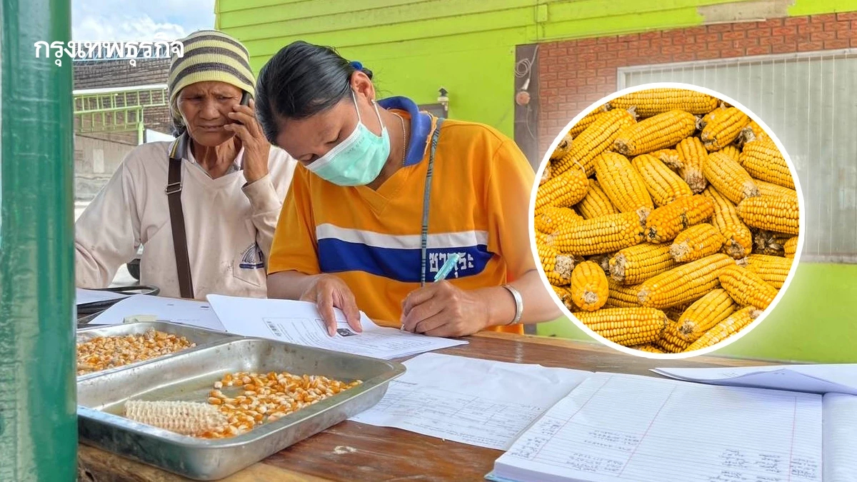 กรุงเทพโปรดิ๊วส เปิดรับซื้อข้าวโพดเลี้ยงสัตว์ ไม่รุก ไม่เผา ทั่วประเทศ