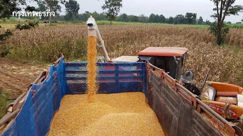 เสียงจากไร่ข้าวโพด: หยุดวงจรราคาตกซ้ำซาก..ถึงเวลาปรับตัวสู่การผลิตที่ยั่งยืน