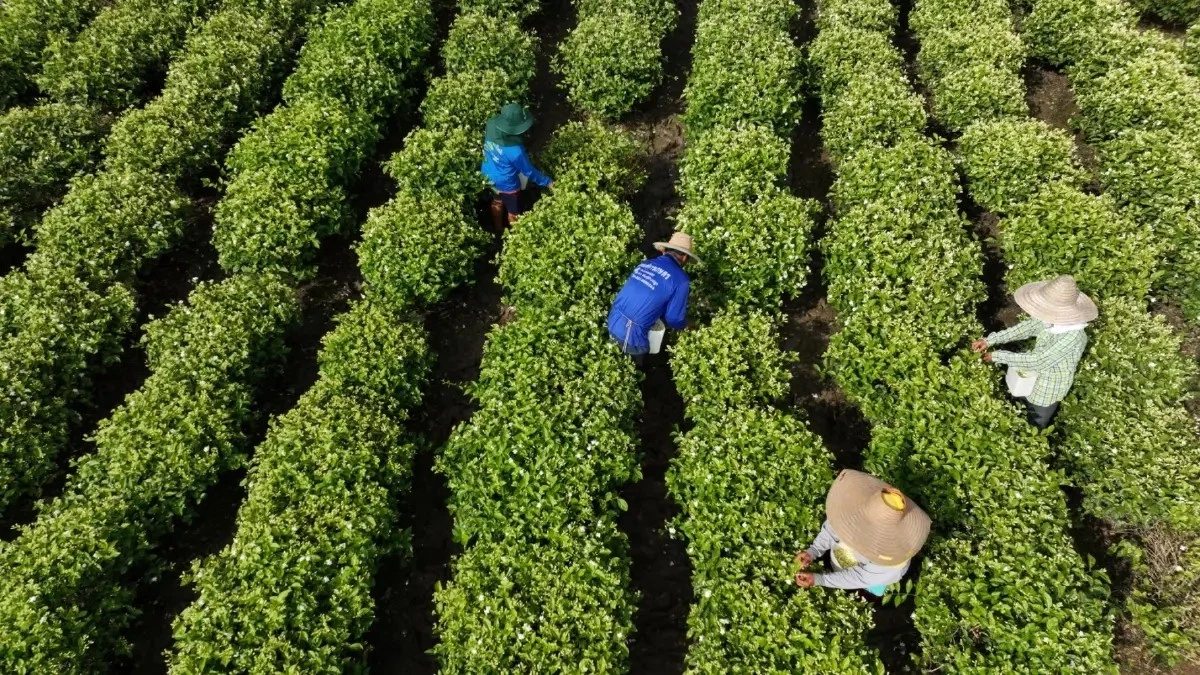 ภาคเกษตรปรับยุทธศาสตร์รับมือ การเปลี่ยนแปลงสภาพภูมิอากาศโลก