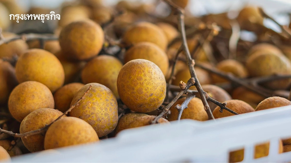 เช็กด่วน! ราคาลำไยขั้นต่ำ รัฐบาลรับซื้อตรง ลดผลกระทบผลผลิตล้น