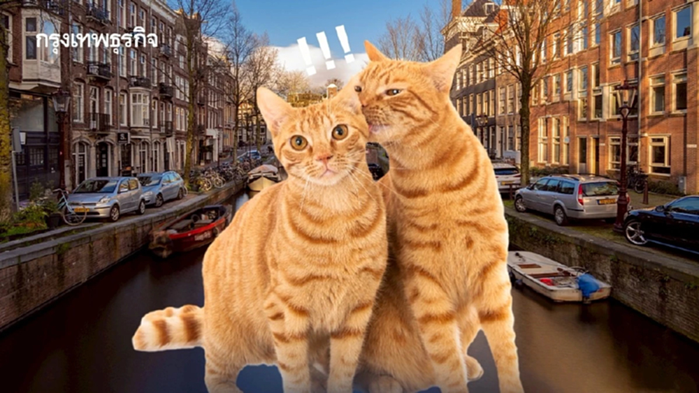 ‘เนเธอร์แลนด์’ ติดตั้งบันไดริมคลอง ช่วยชีวิต ‘แมว’ ตกน้ำ