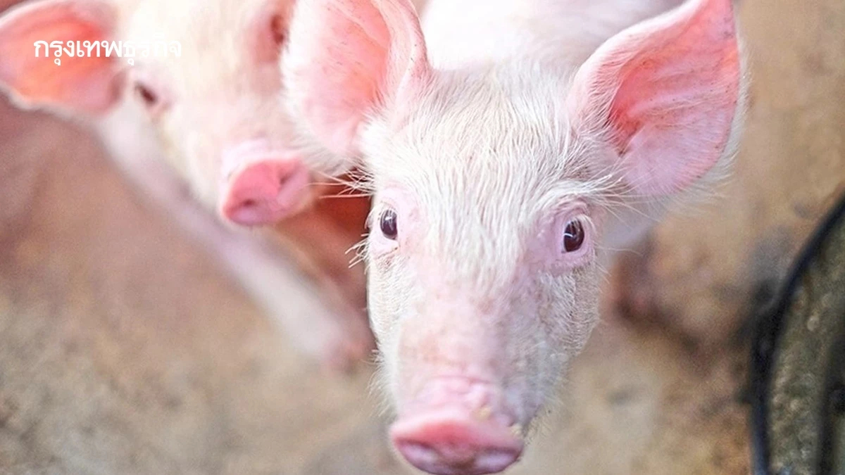 ปศุสัตว์ ปิดทางนำเข้าหมูสหรัฐปนเปื้อน ย้ำไทยไม่ใช้สารเร่งเนื้อแดง