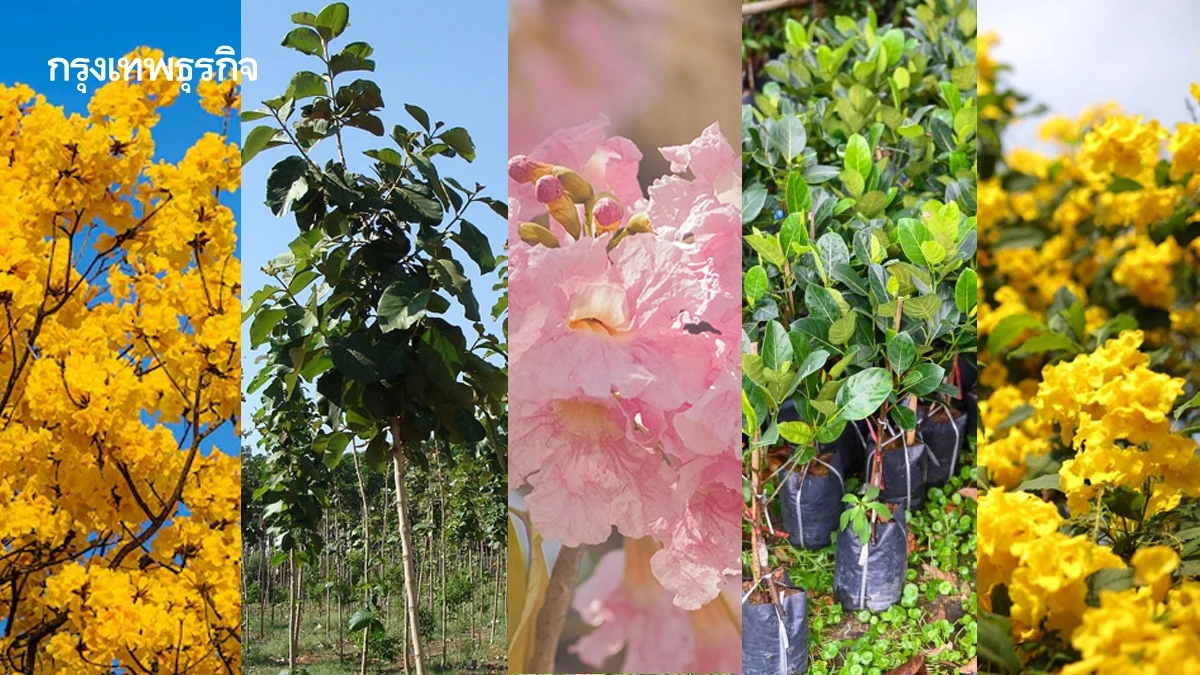 แจกจริง กล้าไม้ ต้นไม้ฟรี กทม. ต่างจังหวัด ไม้ดอก ไม้ผล รอรับได้เลย