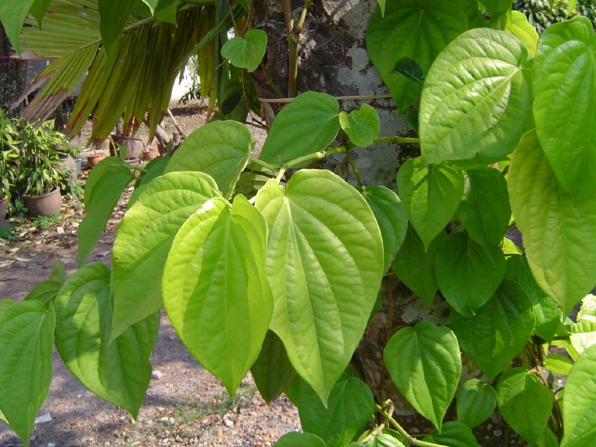 กลิ่นศพทำคลื่นไส้ อาเจียน กระทบจิตประสาท  'ใบพลู-ใบฝรั่ง' บรรเทากลิ่น