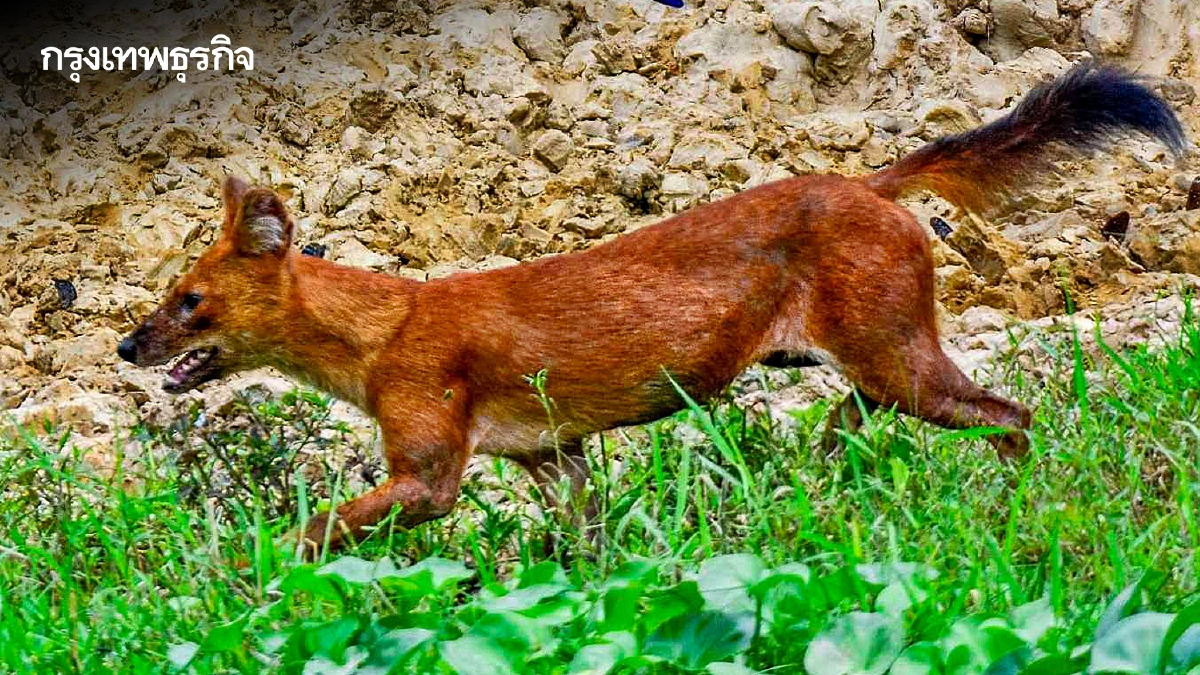 รู้จัก 'หมาใน' หมาป่าไทย สัตว์ผู้ล่า ดัชนีชี้วัดความอุดมสมบูรณ์
