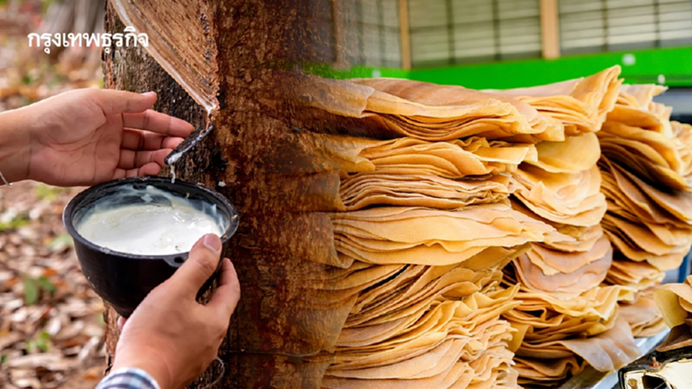 กระทรวงเกษตรฯ ประกาศ 5 จังหวัด เป็นเขตควบคุมการขนย้ายยางพารา 2568