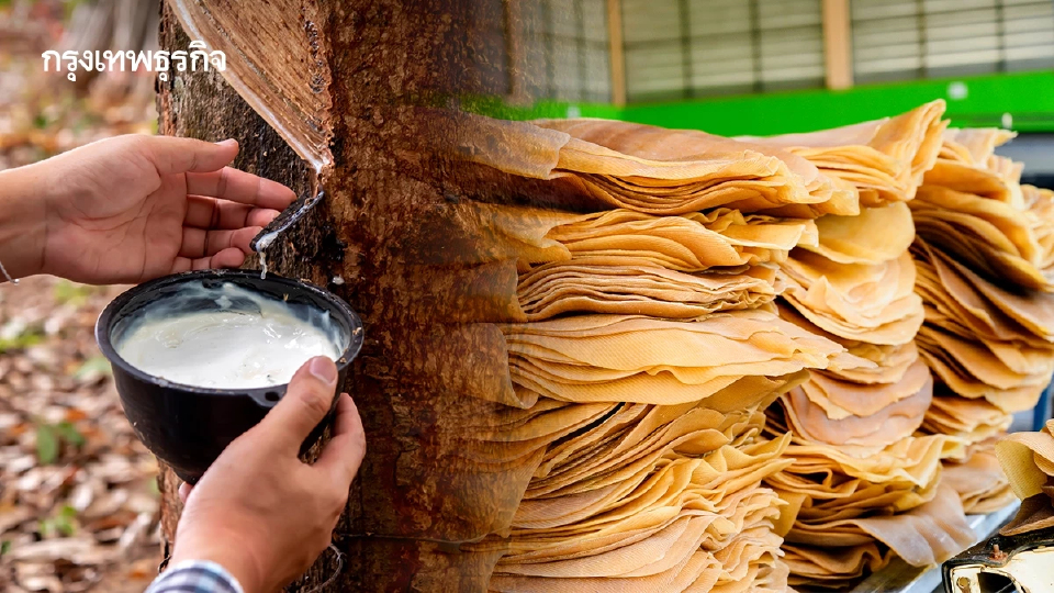 กระทรวงเกษตรฯ ประกาศ 5 จังหวัด เป็นเขตควบคุมการขนย้ายยางพารา 2568