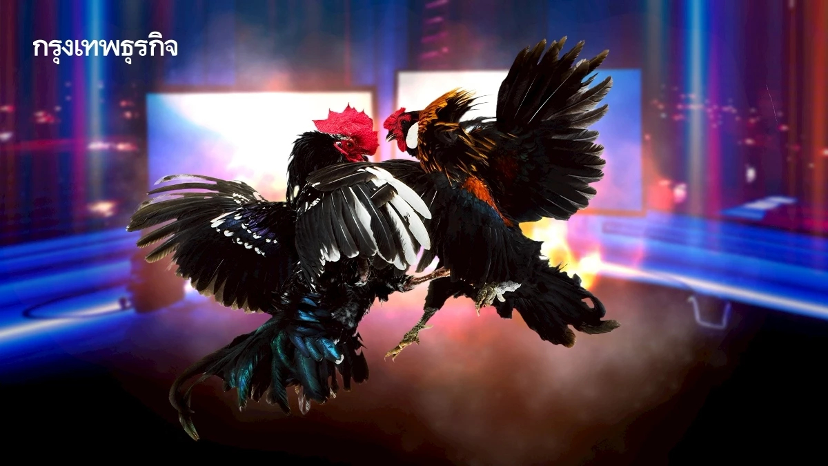 'อี-ซาบอง' ไก่ชนออนไลน์ ธุรกิจเดิมพัน ที่รัฐบาลควบคุมไม่ได้