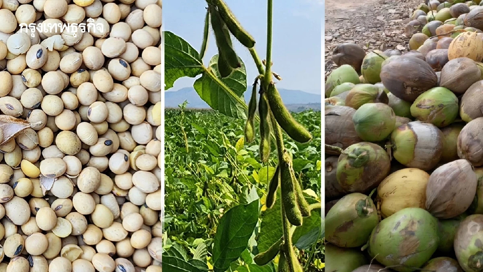 บอร์ดพืชน้ำมัน วางกรอบ 3 ปีโควตานำเข้า กากถั่วเหลือง-เมล็ดถั่วเหลือง-มะพร้าว
