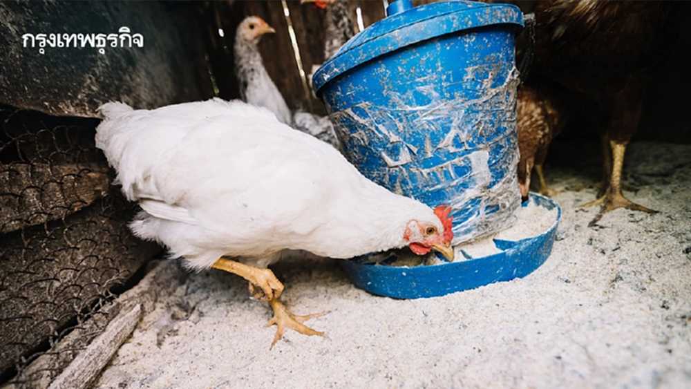 ชะลอนำเข้าสัตว์ปีก กัมพูชา 90 วัน พบเชื้อไข้หวัดนก H5N1 ระบาดหนัก