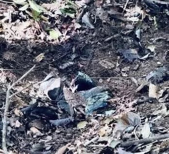 โฆษก ทบ. งัด หลักฐาน สวนพล.ท.มาลี แฉ กัมพูชา ซุกทุ่นระเบิดอื้อ