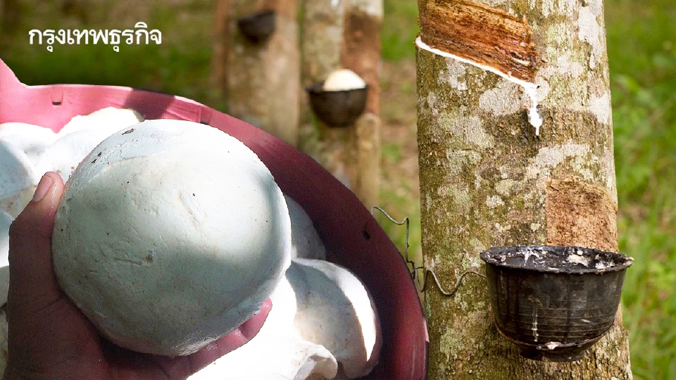 เปิดแผนส่งออกยางพาราไทยไปจีน ผ่านแม่น้ำโขง ฟรีภาษีนำเข้า 0%