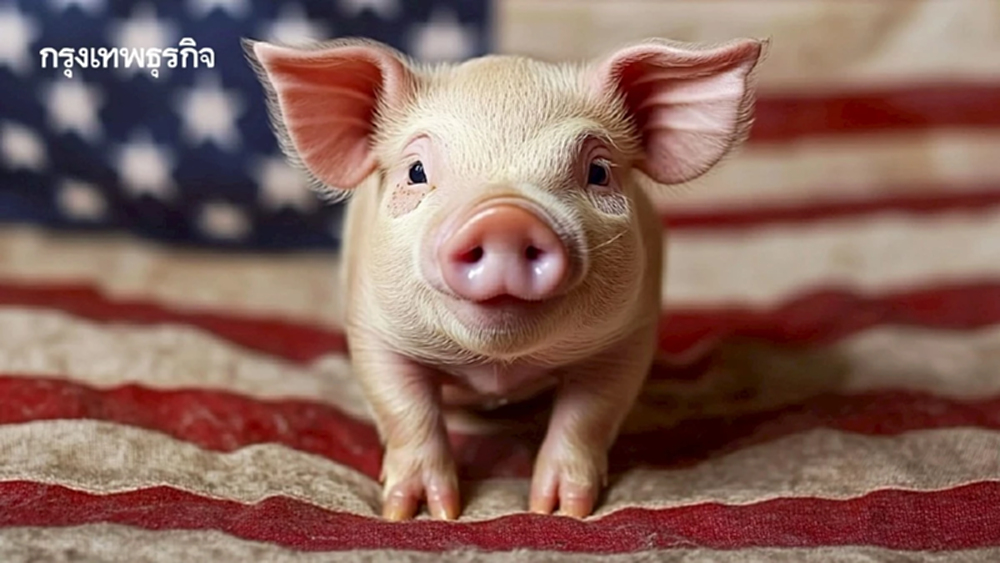 หมูอเมริกัน  ได้ไม่คุ้มเสีย อย่ายอมแลกสุขภาพกับของราคาถูก