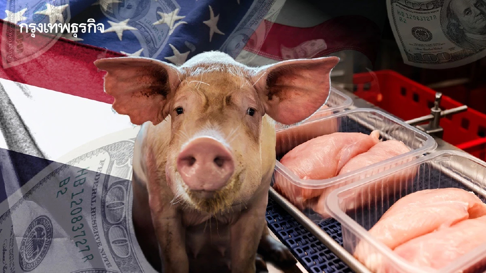 สมาคมหมู ร้องรัฐหวั่นไทยเปิดตลาดหมูแลกดีลภาษีสหรัฐ 19%