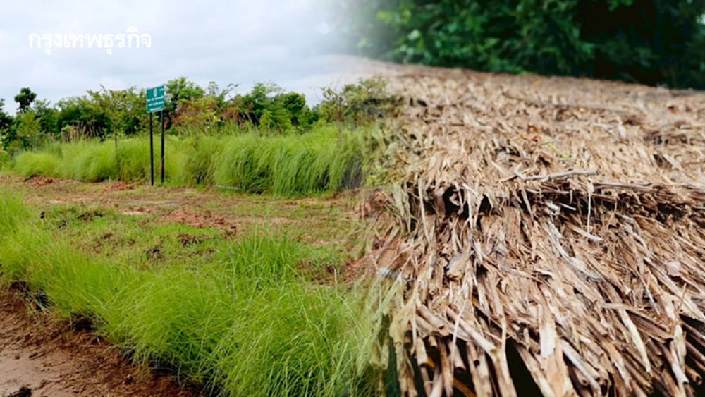 กรมพัฒนาที่ดิน หนุน‘ปลูกหญ้าแฝก’ ฟื้นฟูดิน กักเก็บน้ำ สร้างรายได้ยั่งยืน