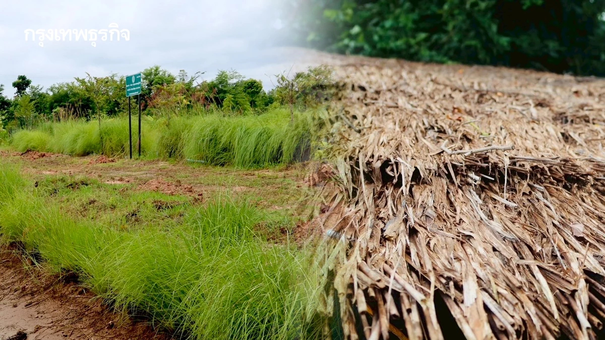 กรมพัฒนาที่ดิน หนุน‘ปลูกหญ้าแฝก’ ฟื้นฟูดิน กักเก็บน้ำ สร้างรายได้ยั่งยืน