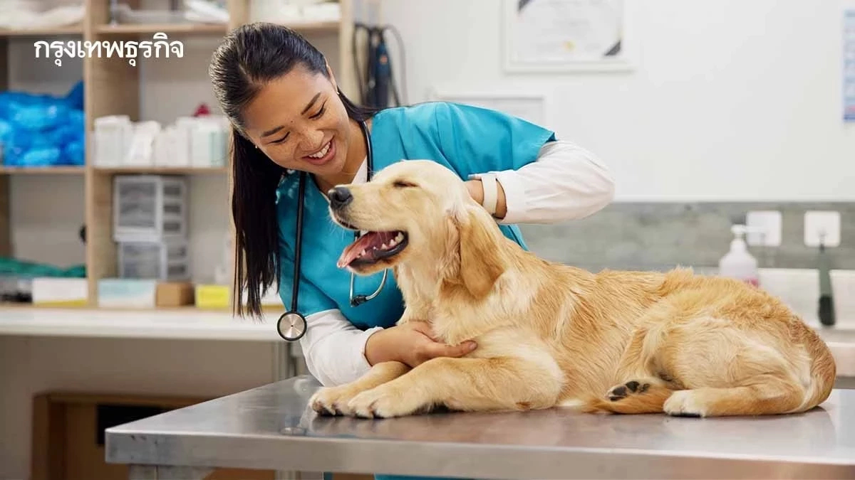 ชีวิตสัตวแพทย์ไม่ชิล! ผลวิจัยชี้ทำงานมากกว่า12 ชม.ต่อวัน เครียดสูง