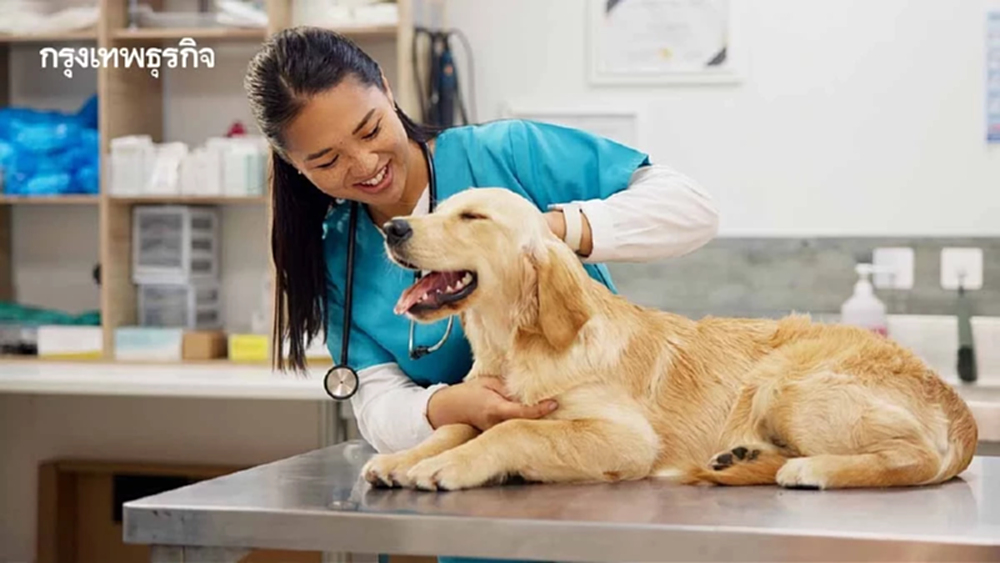 ชีวิตสัตวแพทย์ไม่ชิล! ผลวิจัยชี้ทำงานมากกว่า12 ชม.ต่อวัน เครียดสูง