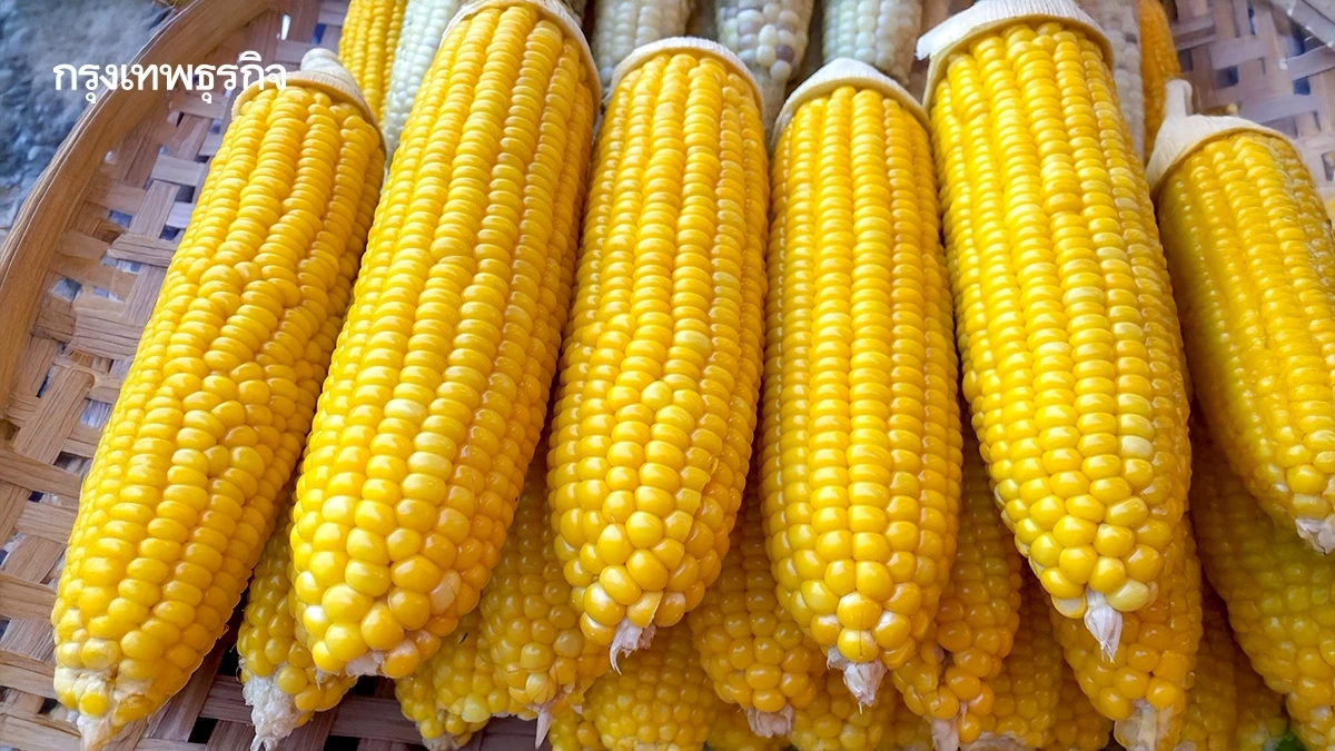 ครม. เคาะราคาข้าวโพด สั่งโรงงานรับซื้อตามกฎหมาย เริ่มพรุ่งนี้