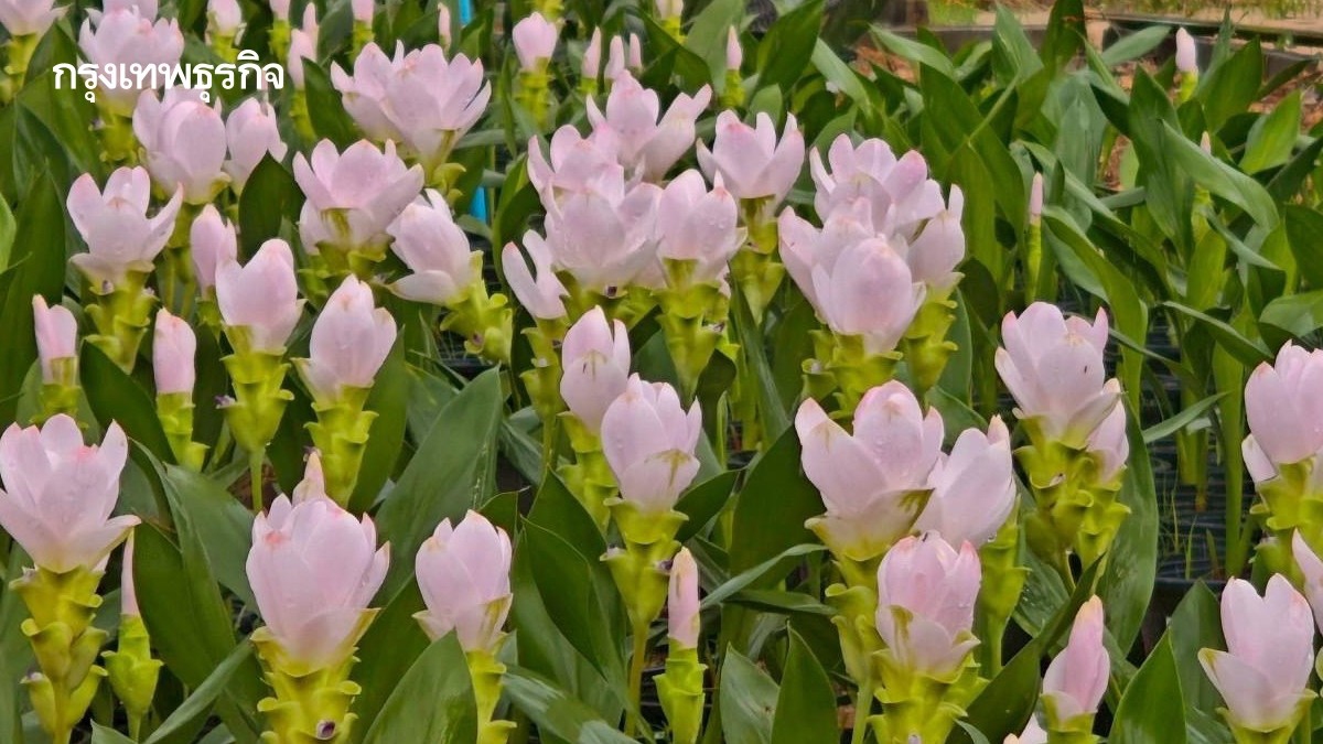 .กรมส่งเสริมการเกษตร ชวนเที่ยว ‘สีสรรพรรณไม้ เทิดไท้บรมราชินีนาถ’ 8 - 13 ส.ค.นี้.