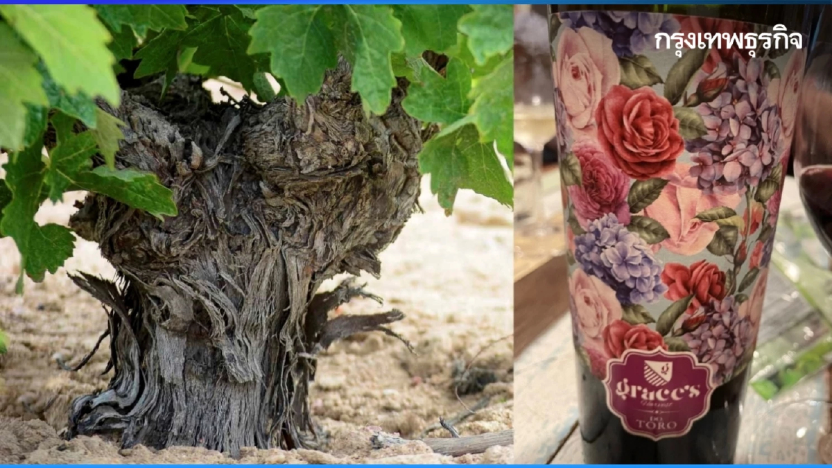 โบเดกัส โครัล ดูเอโร กระทิงดุกลางมวลบุปผา