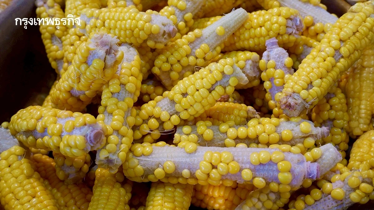 อากาศร้อนรุนแรงทำ ‘ข้าวโพดฟันหลอ’ พืชเกิดความเครียด เกษตรกรเซ็งผลผลิตลดลง