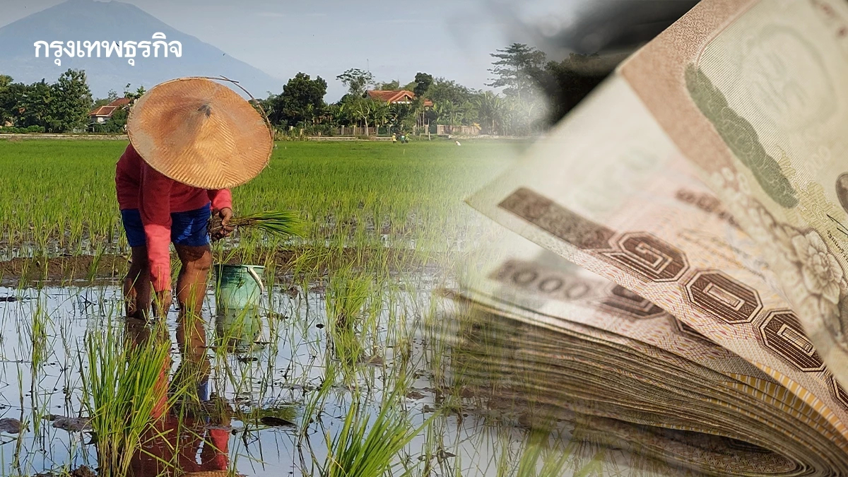 ได้วันไหน เงินช่วยเหลือชาวนา ไร่ละ 1200 บ. ผู้ปลูกข้าวนาปี 2568/69