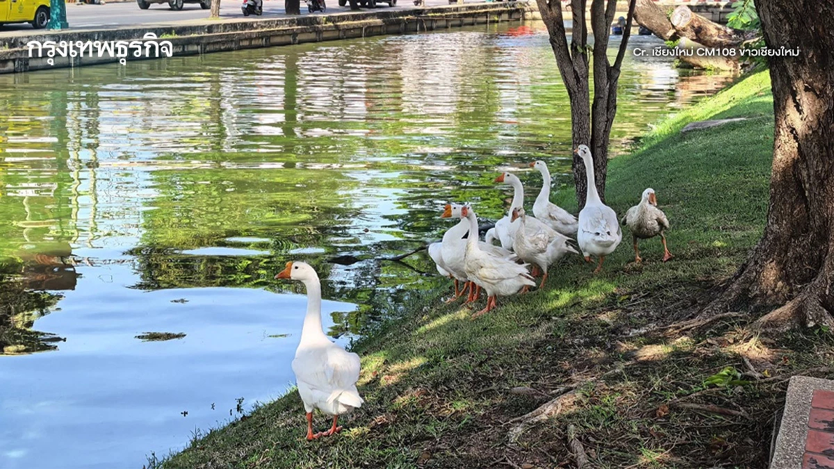 อย่าหยุดแค่ห่านคูเมือง