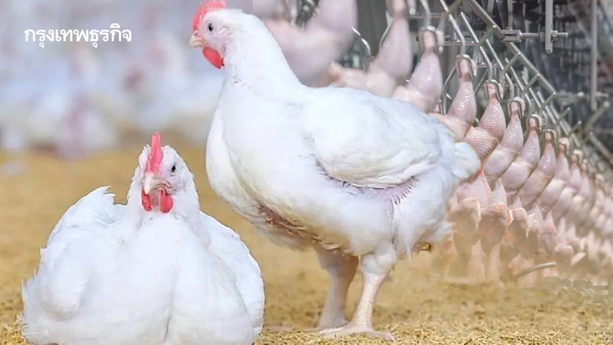 ซาอุฯขยายเวลานำเข้าสัตว์ปีกจากไทยอีก 6 เดือน ก่อนบังคับใช้ “Saudi GAP” มี.ค. 69