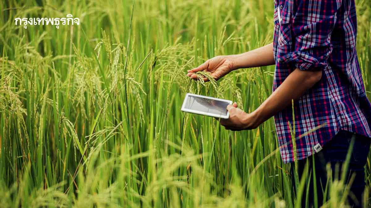 ชาวนาลุ้นต่อครม.เคาะแจกไร่ละ1,000  พยุงสถานการณ์ราคาข้าวเปลือกตกต่ำ