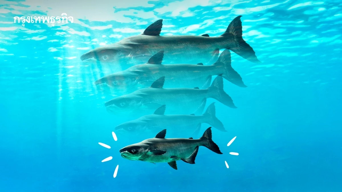 ‘ปลาบึกแม่น้ำโขง’ ตัวเล็กลง จากการทำประมง-สร้างเขื่อน-โลกร้อน