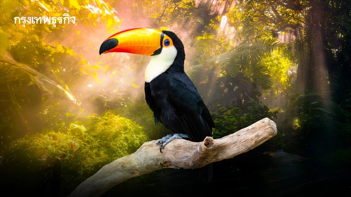 ‘นกเขตร้อน’ หาย 38% จากอากาศร้อนจัด ลูกนกรอดชีวิตยาก ร่างกายขาดน้ำ