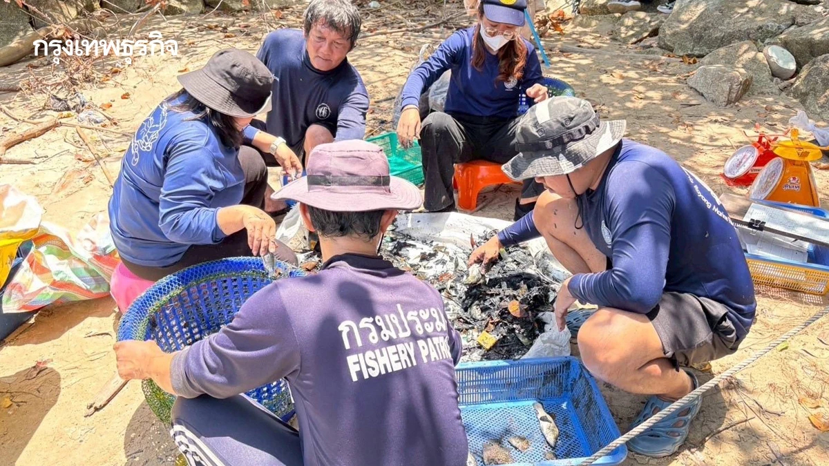 ประมงระยอง เร่งแผนลด ‘ปลาหมอคางดำ’ หนุนจับ-แปรรูป-สร้างสมดุลระบบนิเวศ