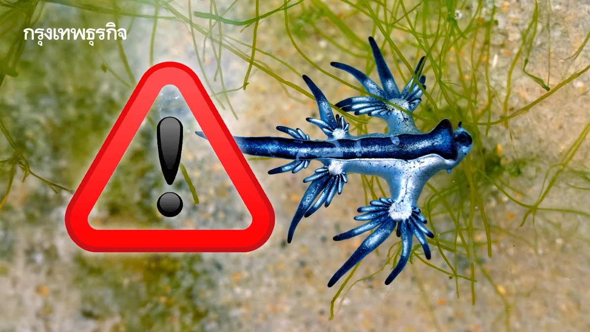 กรมควบคุมโรค เตือนระวัง 'มังกรทะเลสีน้ำเงิน' สัตว์ทะเลที่สะสมพิษจากเหยื่อ