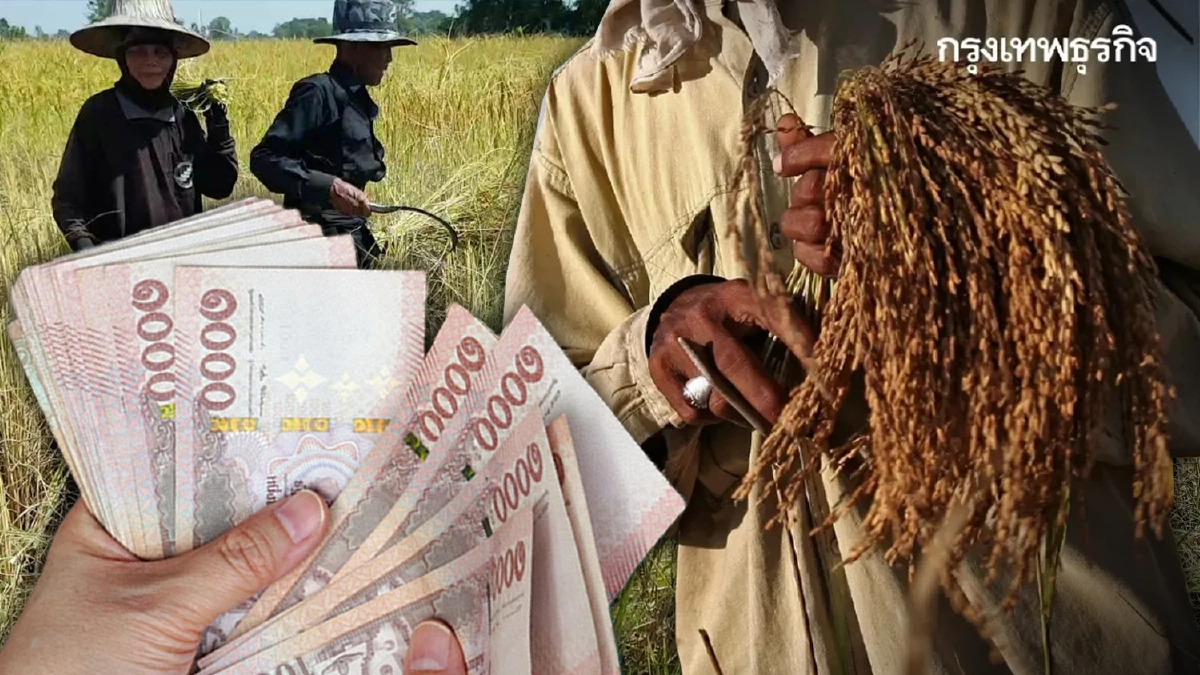 ออกแล้ว กำหนดวันเคาะเงินช่วยเหลือชาวนา ไร่ละ 1000 ปลูกข้าวนาปรัง