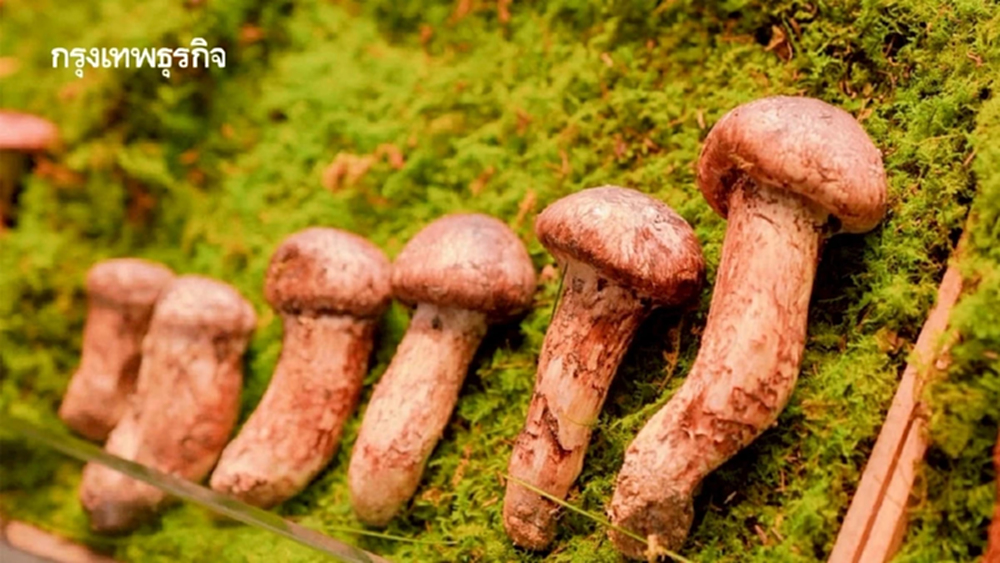 ยูนนาน อาณาจักรเห็ดโลก สู่เห็ดพรีเมียมบนโต๊ะอาหารไทย