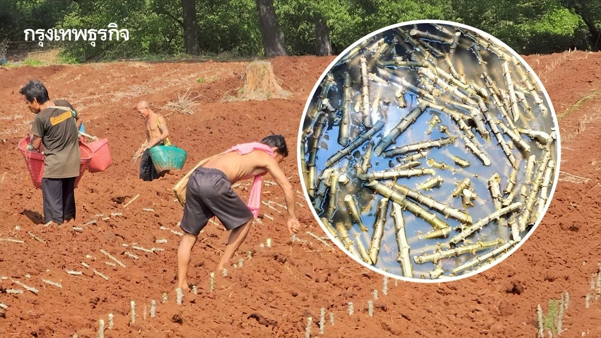 เตรียมดินก่อนปลูกมันสำปะหลัง เพิ่มผลผลิตคุณภาพ สร้างรายได้ดี