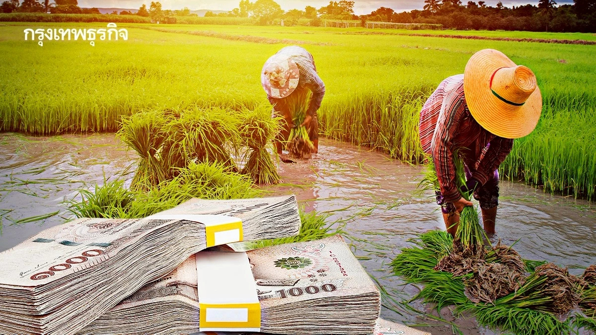 โอนรอบสุดท้าย เงินเข้าแล้ว ไร่ละ 1000 ถึงมือ รัฐจ่ายชาวนาปรัง 68