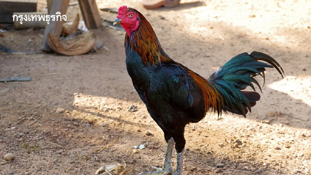 ส่งออกไก่พื้นเมืองไทย ‘Ayam Bangkok’ ไปอินโด โตต่อเนื่อง มูลค่า 4 ล้านบาท