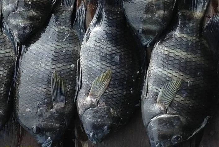 จับตา ‘ปลาหมอบัตเตอร์’ 1 ใน 13 สัตว์น้ำเอเลี่ยนสปีชีส์ โผล่กลางสวนรถไฟ