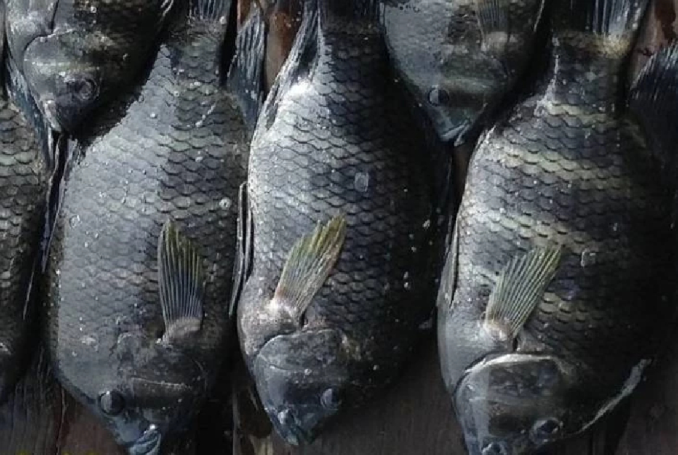 จับตา ‘ปลาหมอบัตเตอร์’ 1 ใน 13 สัตว์น้ำเอเลี่ยนสปีชีส์ โผล่กลางสวนรถไฟ