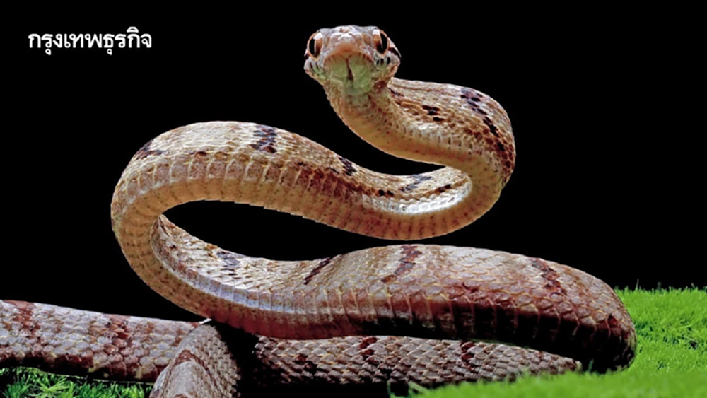 งู...สัตว์เลื้อยคลานที่มนุษย์กลัว มีนิสัยอาฆาตมาดร้ายจริงหรือ