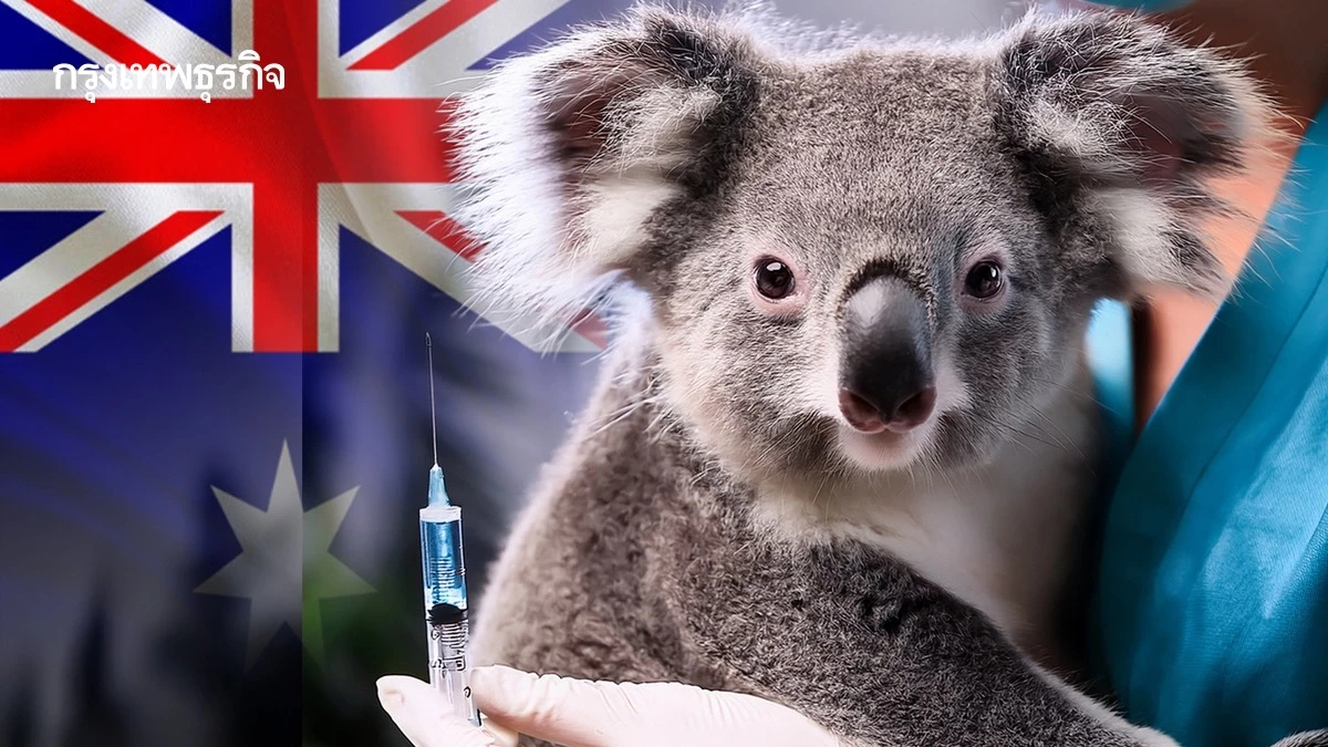 ฉีดวัคซีนป้องกัน ‘โรคหนองในเทียม’ ให้ ‘โคอาลา’ ช่วยชีวิตได้กว่า 65%