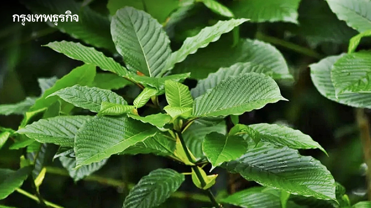 เจ๋ง! นักวิจัยไทย สกัดสารไมทราไจนีนในใบกระท่อม ทำสเปรย์ลดปวด แทนมอร์ฟีน