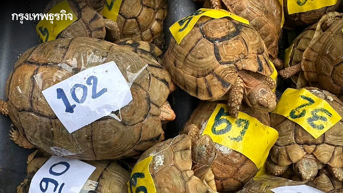 ยึด เต่าอียิปต์ 187 ตัว คาสุวรรณภูมิ ซุกกระเป๋าเดินทางเตรียมส่งไปลาว