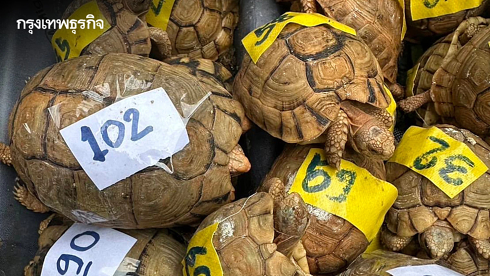 ยึด เต่าอียิปต์ 187 ตัว คาสุวรรณภูมิ ซุกกระเป๋าเดินทางเตรียมส่งไปลาว